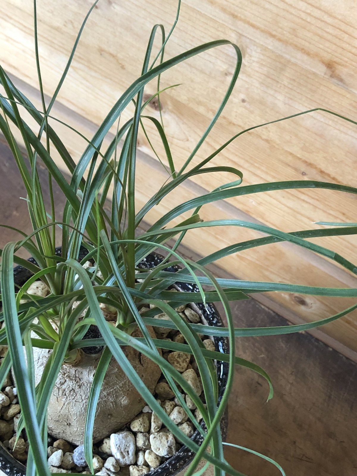 1点もの】 Beaucarnea recurvata トックリラン | ¨MONKEY T