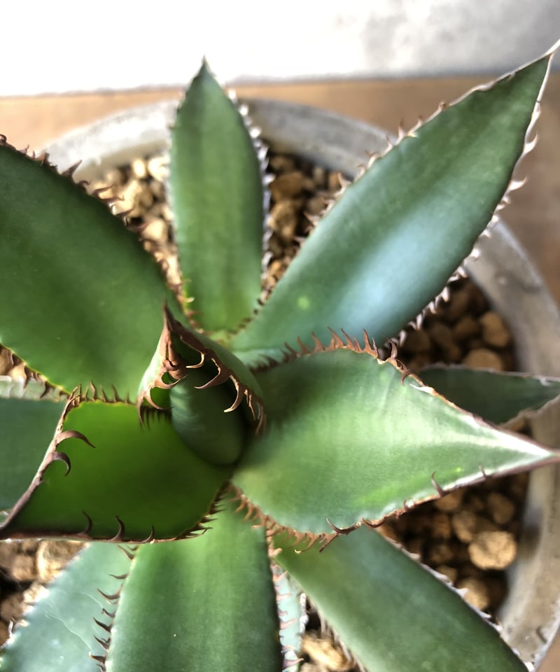 1点もの】Agave Horrida アガベ ホリダ | ¨MONKEY TREE¨ by