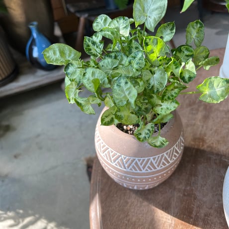 シンゴニウム | STORES