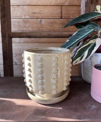 ポツポツPot Beige /  M (Φ14cm)