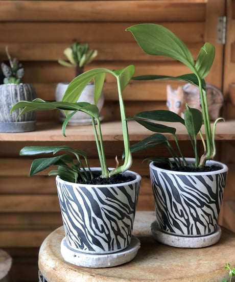 Epipremnum pinnatum   ハブカズラ
