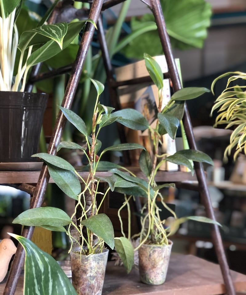 2点】Anthurium scandens アンスリウムスカンデンス | ¨MONKEY T