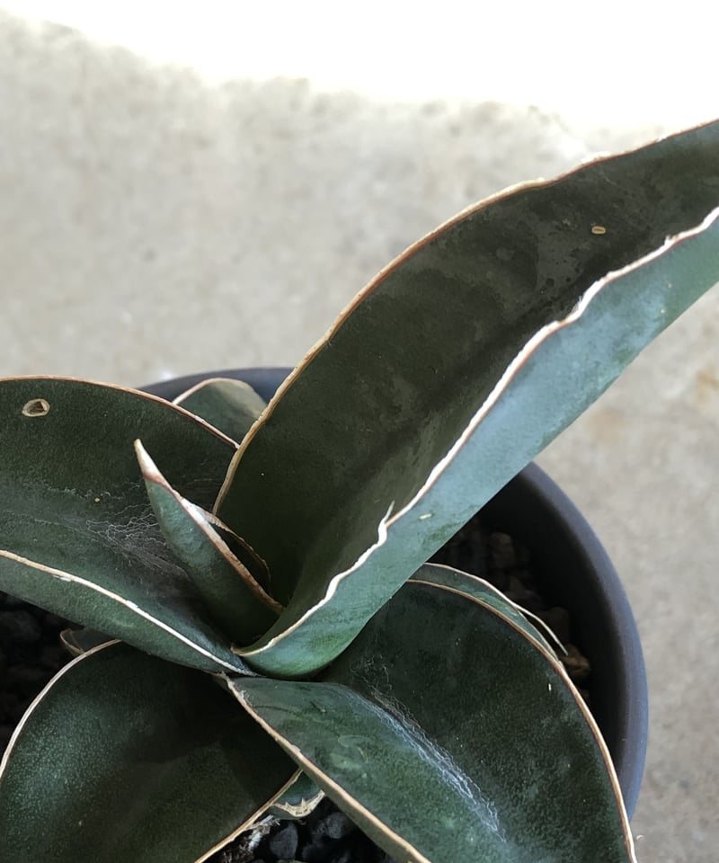 選べる】Sansevieria Pinguicula サンスベリア ピングイキュラ 選べる】Sansevieria Pinguicula サンスベリア ピングイキュラ