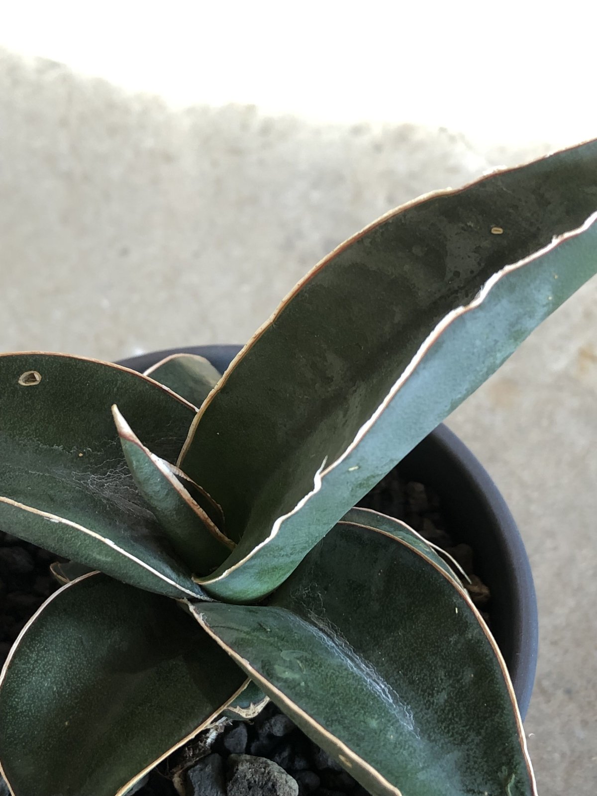 選べる】Sansevieria Pinguicula サンスベリア ピングイキュラ | ¨