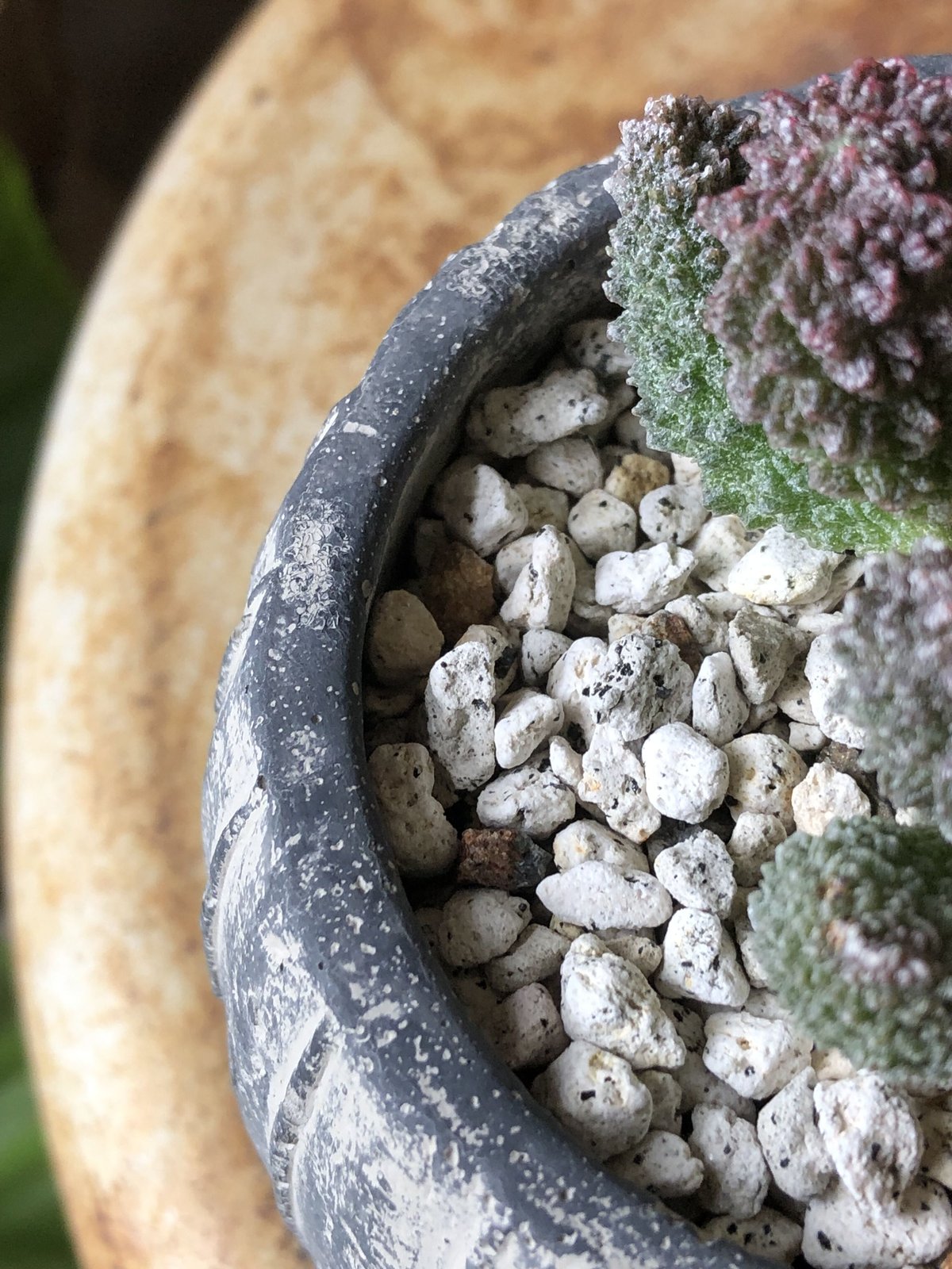 Adromischus marianiae var. herrei 'Red dorian'