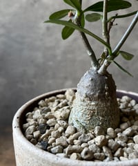 Fockea edulis 　フォッケア エデュリス  火星人