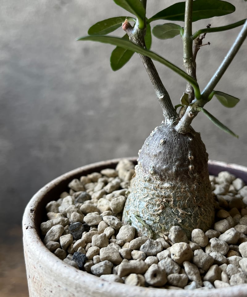 フォッケア・エデュリス Fockea edulis フォッケア エデュリス 火星人 | ¨MONKEY TREE¨