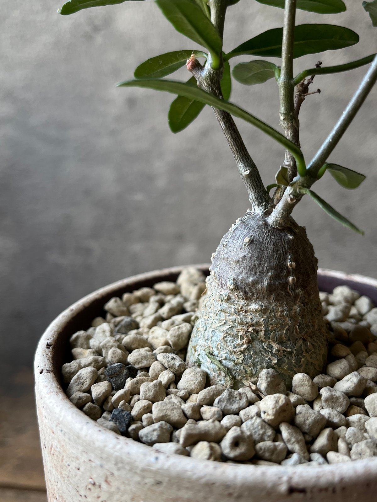 ☆フォッケア エデュリス 火星人 Fockea edulis Fockea edulis フォッケア エデュリス 火星人 | ¨MONKEY TREE¨