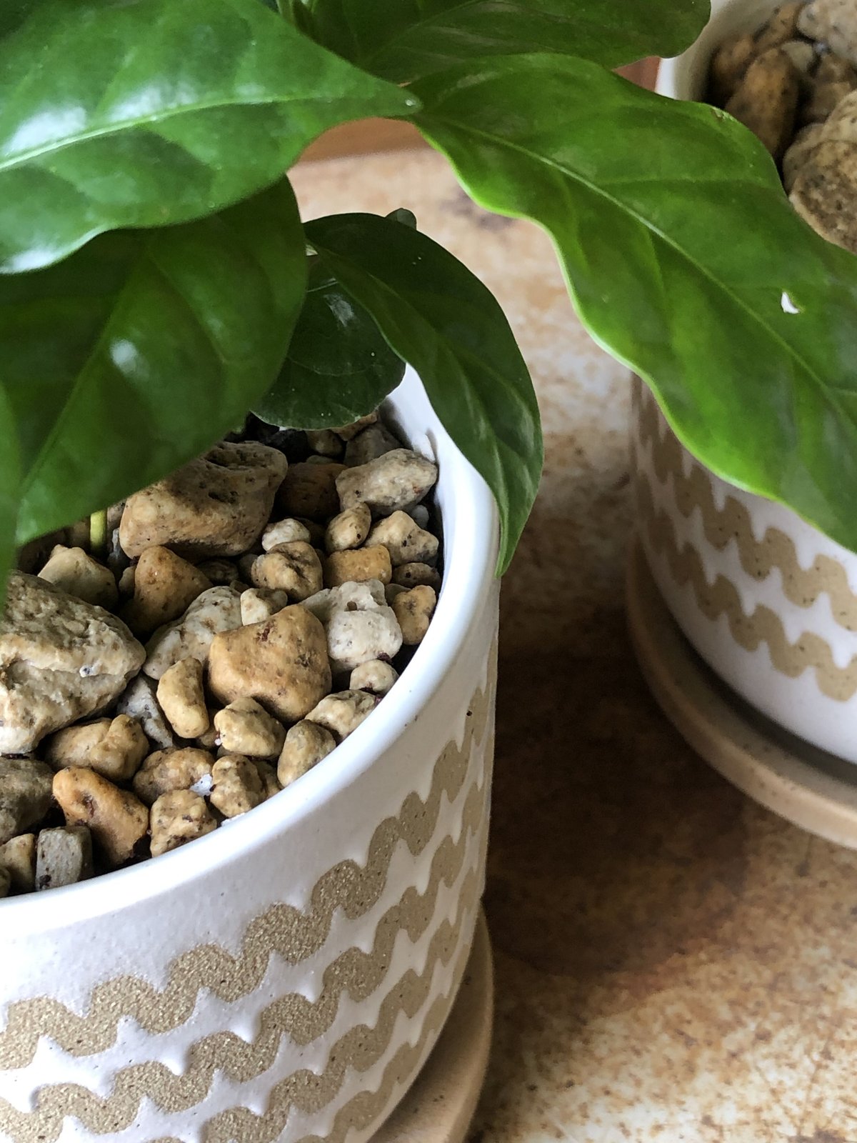 Coffea arabica コーヒーの木アラビカ種 | ¨MONKEY TREE¨ by