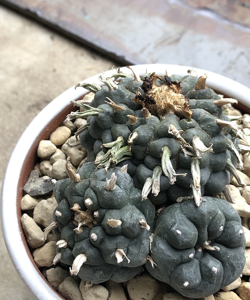【古株】激渋二頭銀冠玉 Lophophora fricii 烏羽玉 ロフォフォラ 1点もの】 Lophophora williamsii ロフォフォラ 烏羽玉 ウバダマ