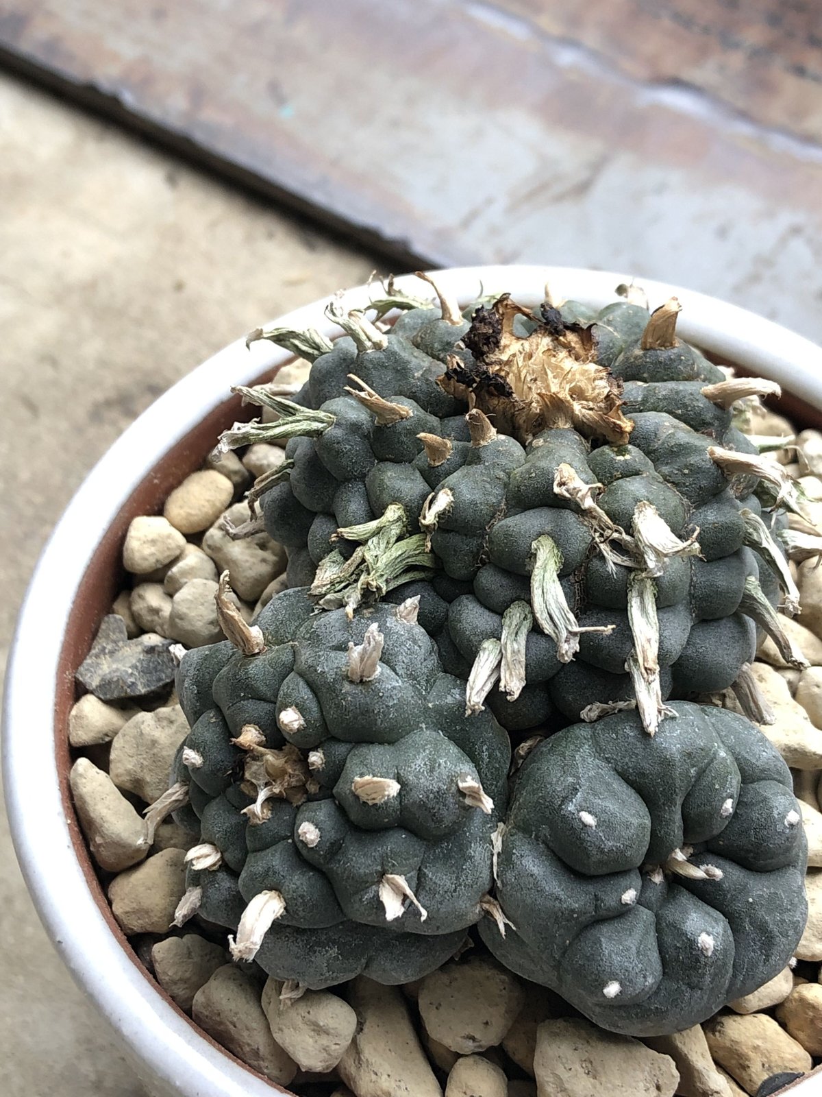 【古株】激渋二頭銀冠玉 Lophophora fricii 烏羽玉 ロフォフォラ 銀冠玉 古株 古株】激渋二頭銀冠玉 Lophophora fricii 烏羽