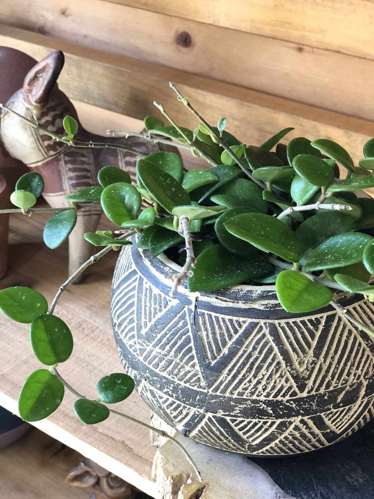 90 ホヤ マチルダ 内斑入りHoya mathilde inner 2025年最新】ホヤ植物