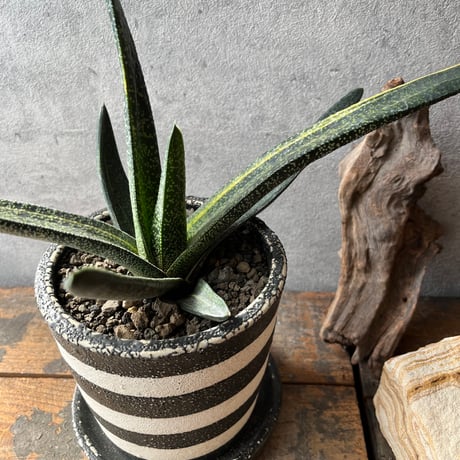 ガステリア | STORES