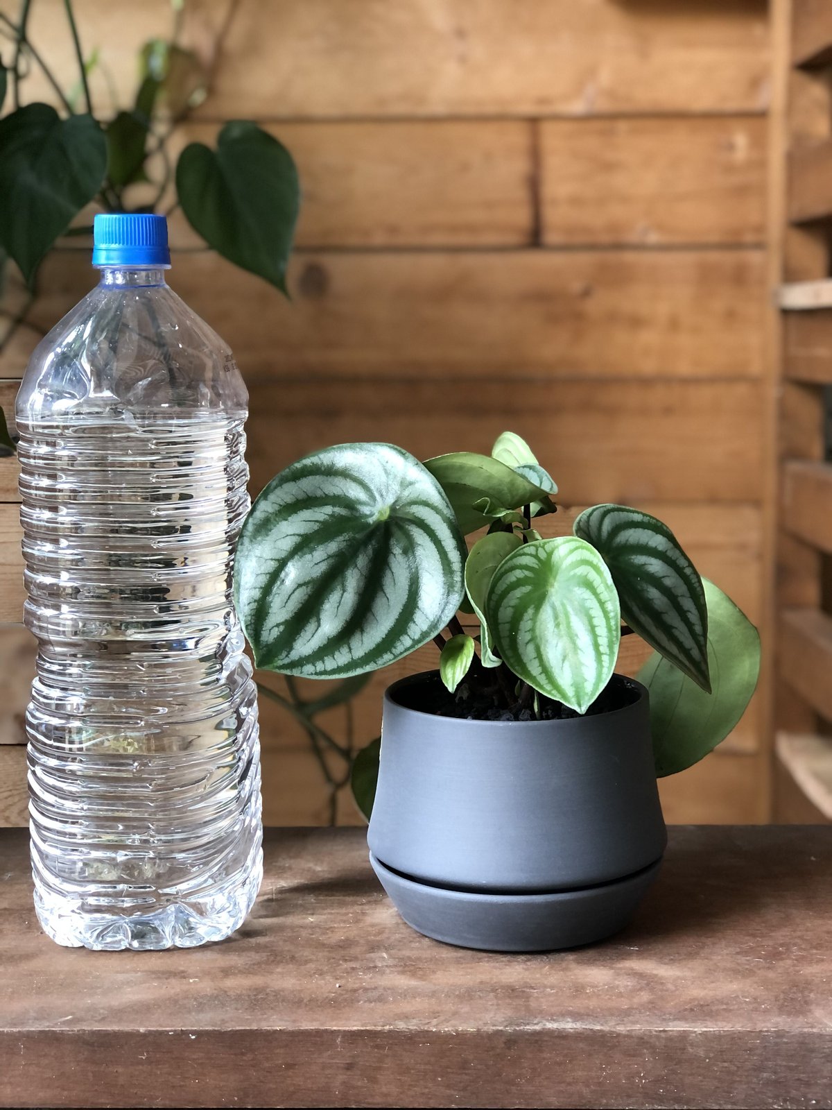 Peperomia argyreia スイカぺぺ | ¨MONKEY TREE¨ by SA Peperomia argyreia スイカぺぺ | ¨MONKEY TREE¨ by SA