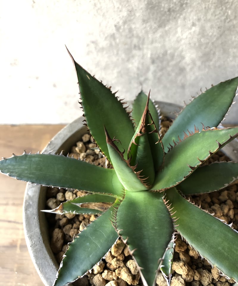 1点もの】Agave Horrida アガベ ホリダ | ¨MONKEY TREE¨ by
