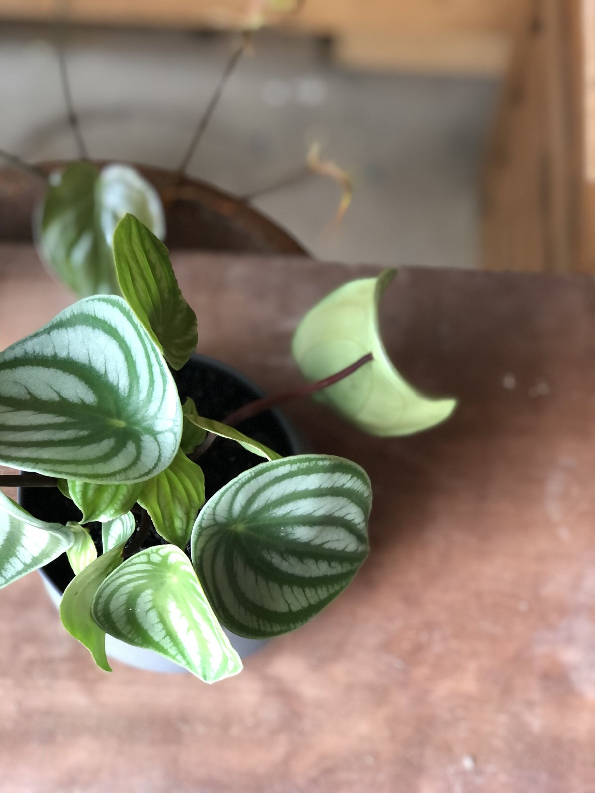 Peperomia argyreia スイカぺぺ | ¨MONKEY TREE¨ by SA Peperomia argyreia スイカぺぺ | ¨MONKEY TREE¨ by SA
