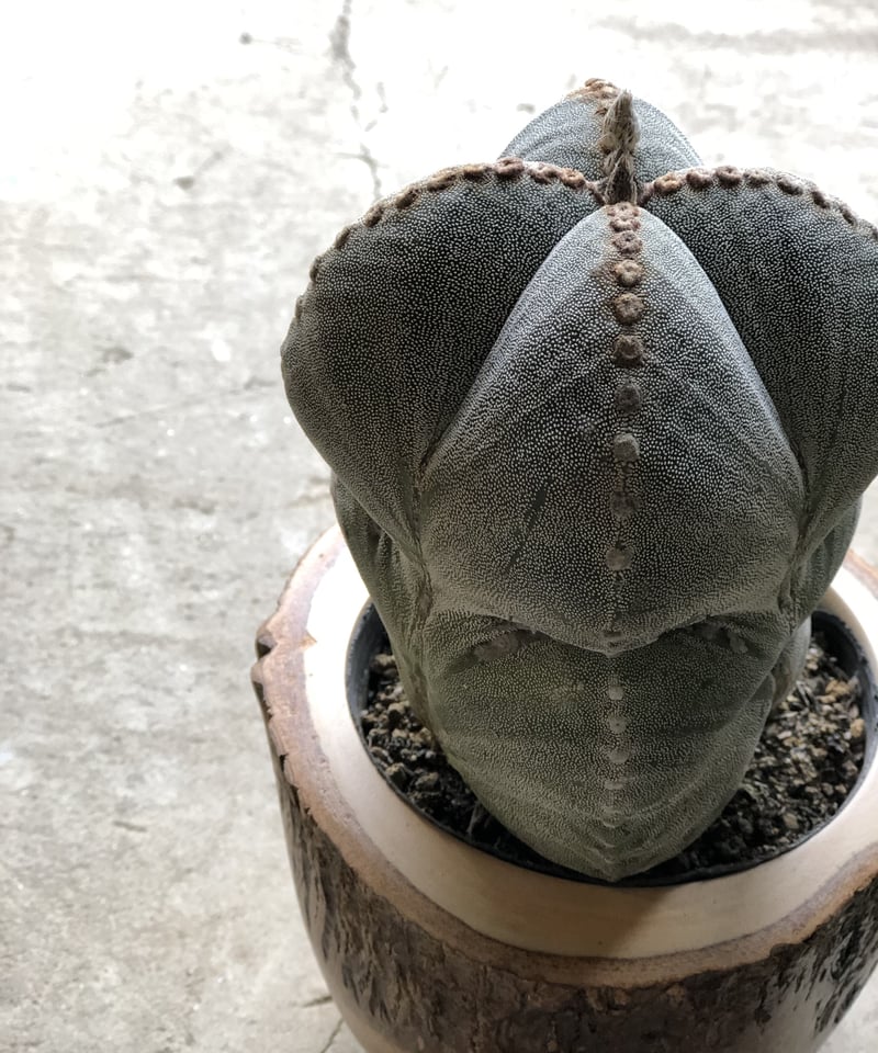 四角ストロンギランポウ 大アストロフィツム ランポー玉 アストロ