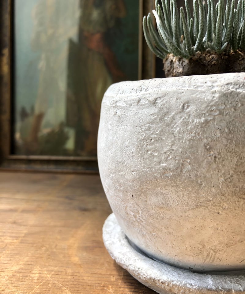 1点もの】Avonia alstonii アボニア・アルストニー | ¨MONKEY TRE