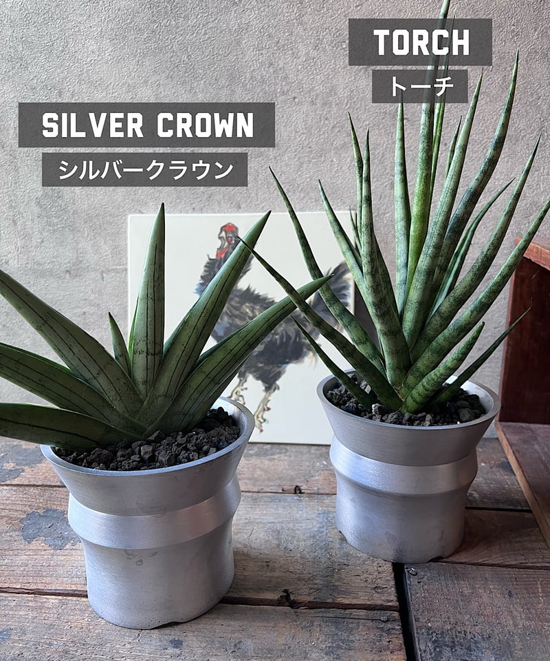 サンスベリア Sansevieria Su-kreep A サンスベリア Sansevieria Su-kreep A サンスベリア Sansevieria