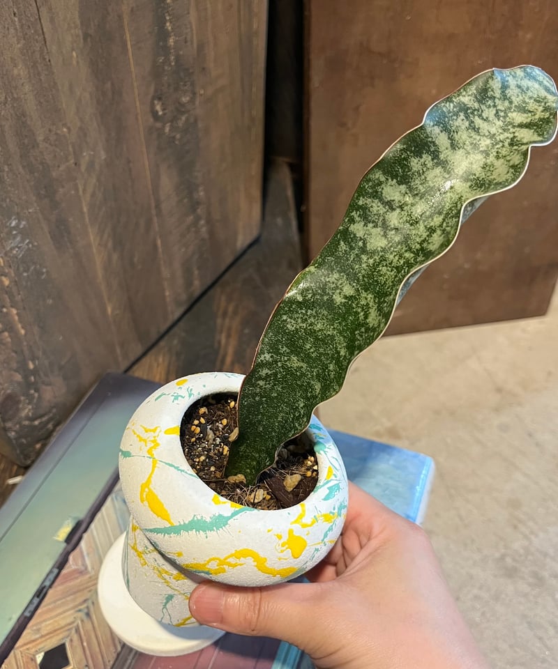 Sansevieriasp.sp. mafinga サンスベリア マフィンガ | ¨MONK