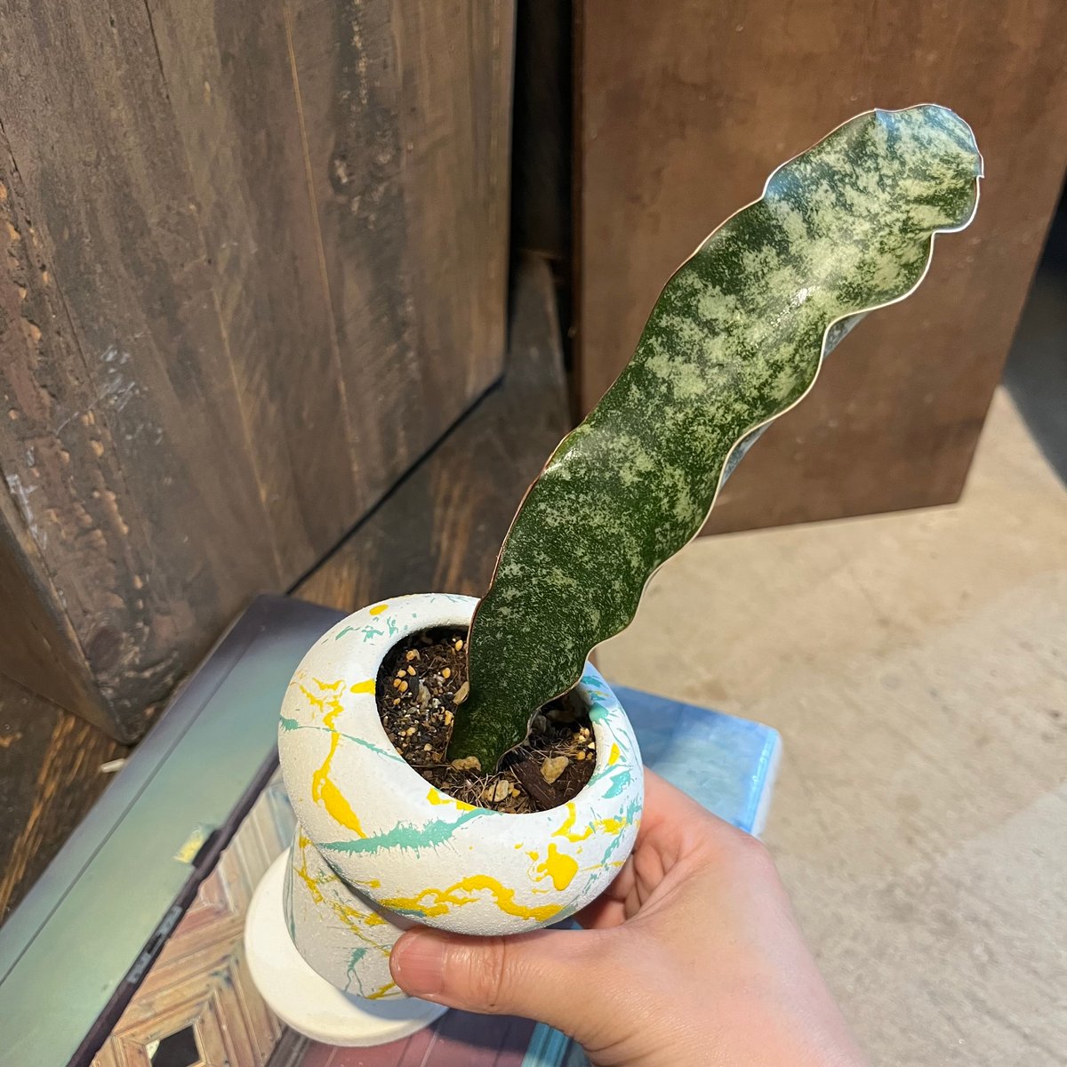 Sansevieriasp.sp. mafinga サンスベリア マフィンガ | ¨MONK