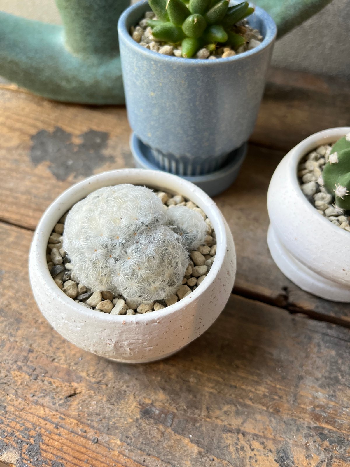 03 白星 群生株 スリット 鉢付 Mammillaria plumosa とい