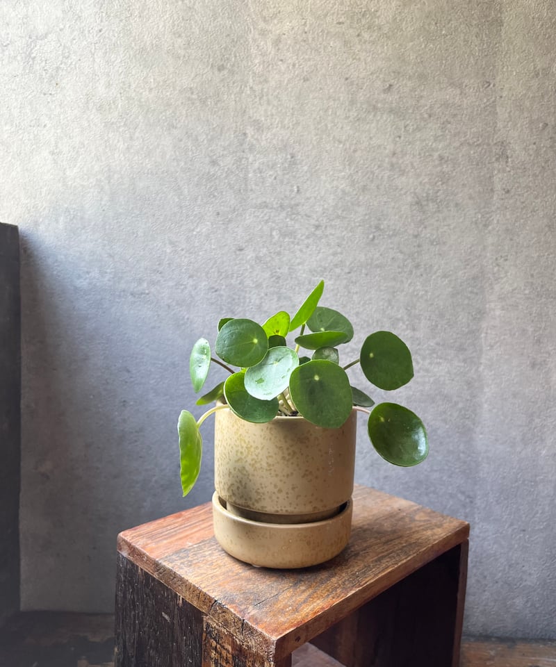 Pilea peperomioides ピレア ペペロミオイデス | ¨MONKEY TREE