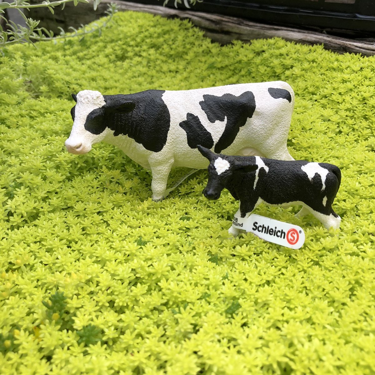 Schleich 2set ウシの親子 | ¨MONKEY TREE¨ by SABOTEN