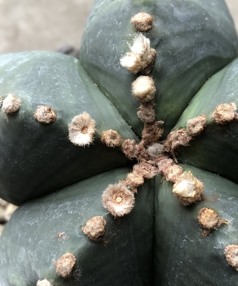1点もの】Astrophytum myriostigma var.nudum 碧瑠璃ランポ