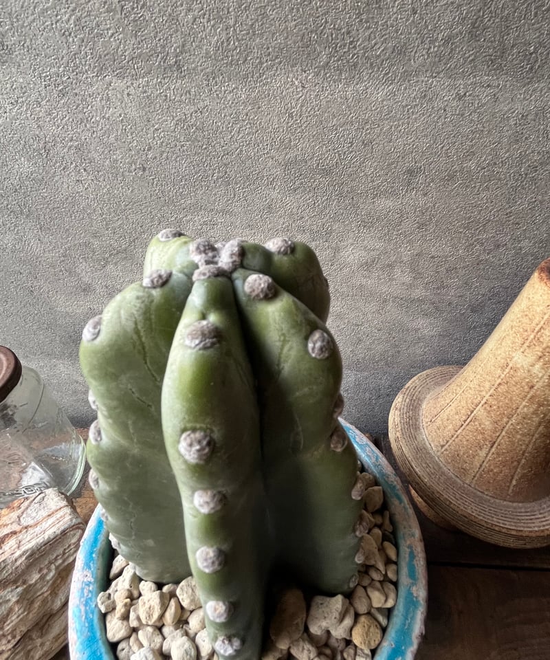 Cereus hildmannianus 柱サボテン 鬼面角 | ¨MONKEY TREE¨