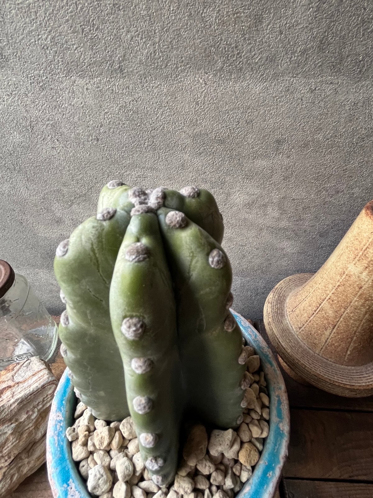 Cereus hildmannianus 柱サボテン 鬼面角 | ¨MONKEY TREE¨