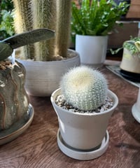 Parodia haselbergii  雪晃