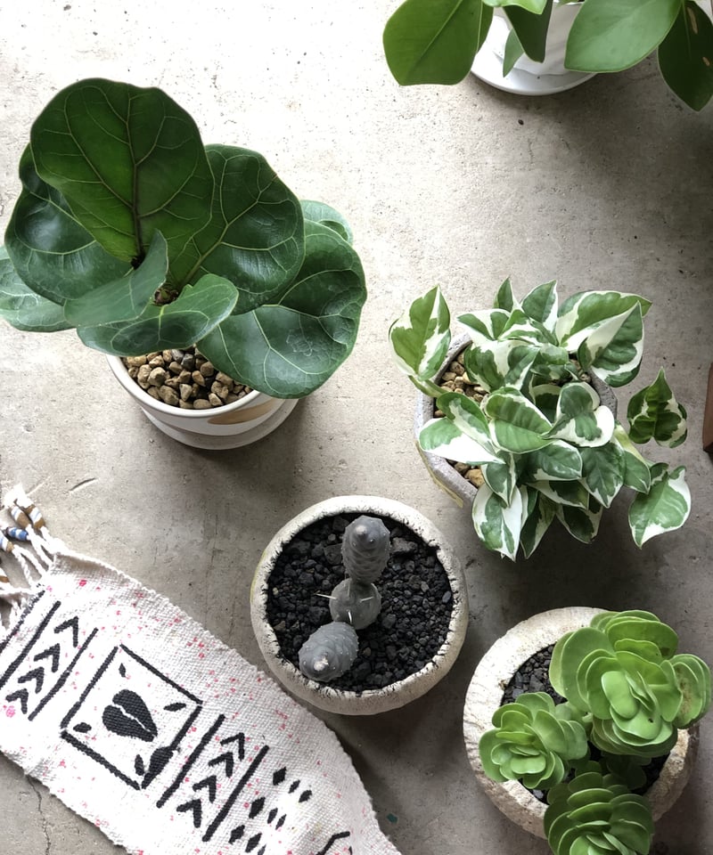 Tephrocactus articulatus var. inermis 松笠団扇 | ¨M