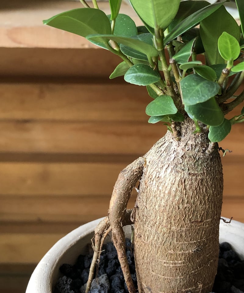 Ficus malacocarpa ガジュマル | ¨MONKEY TREE¨ by SABO