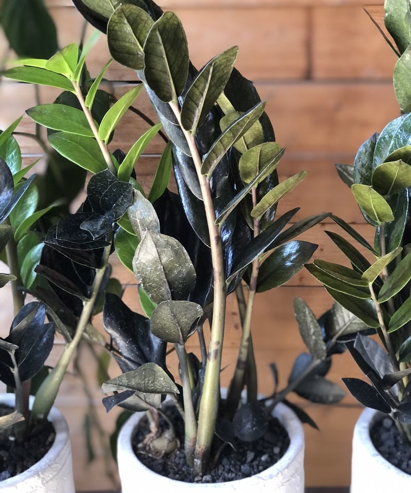 Zamioculcas zamifolia 'Raven' ザミオクルカス レイヴン |