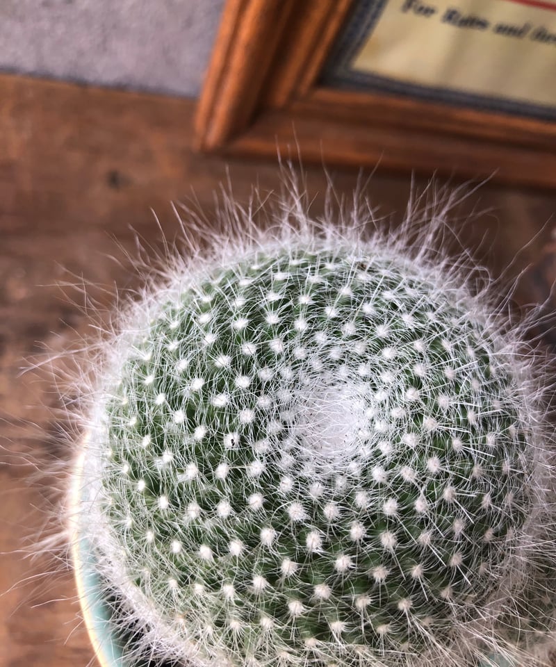1点もの】Mammillaria hahniana f.lanata 玉翁殿 | ¨MONK 1点もの】Mammillaria hahniana f.lanata 玉翁殿 | ¨MONK