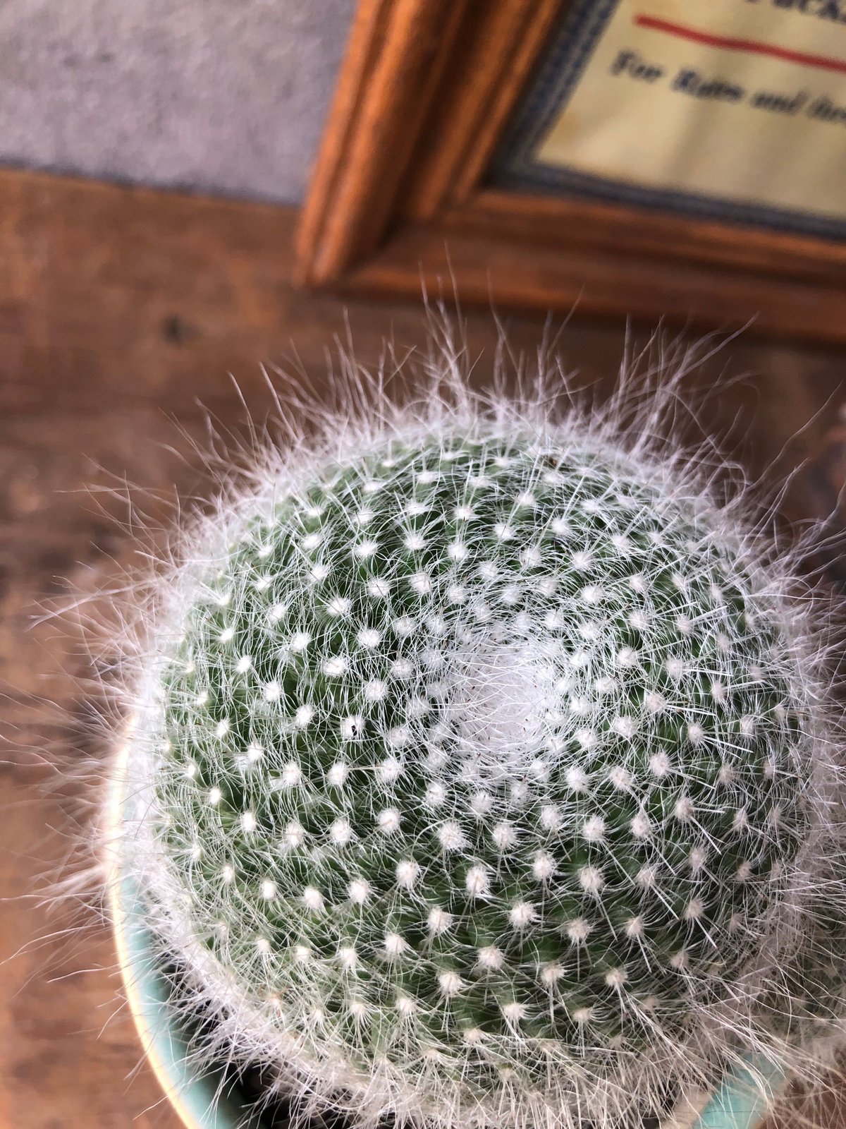 1点もの】Mammillaria hahniana f.lanata 玉翁殿 | ¨MONK