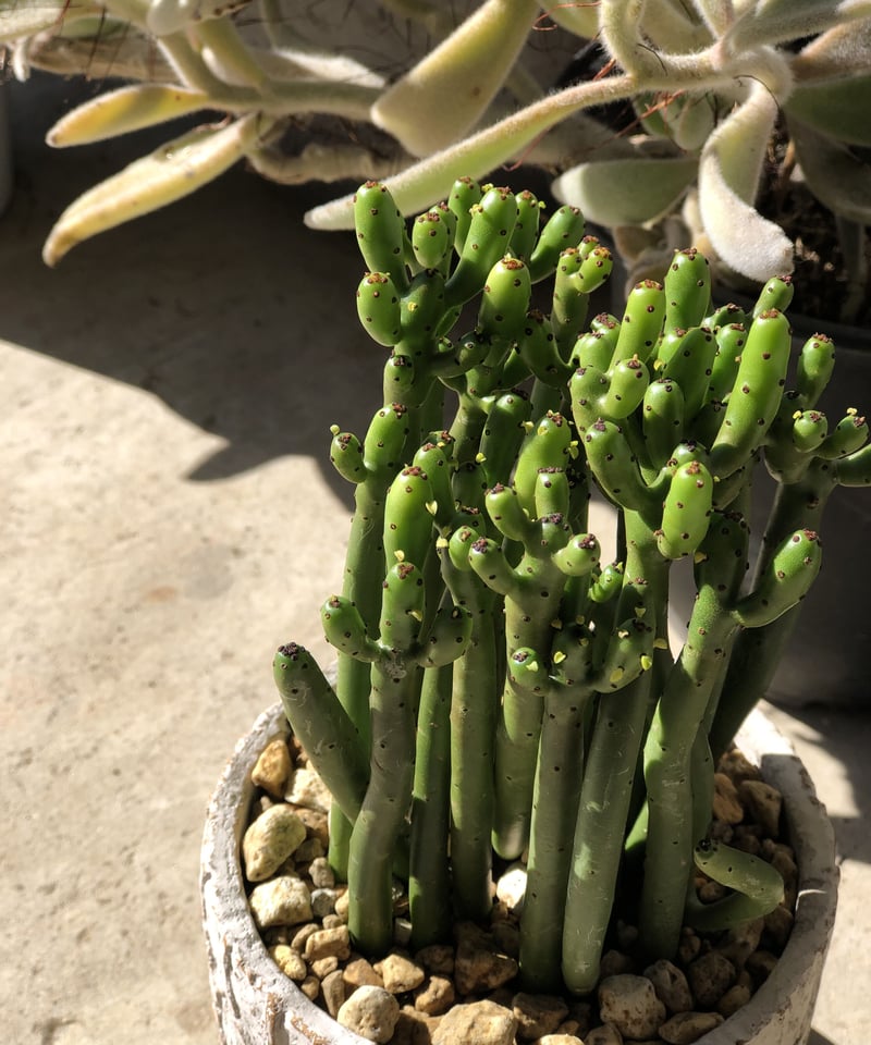 1点もの】Euphorbia cedrorum ユーフォルビア セドロルム (税込) | ¨