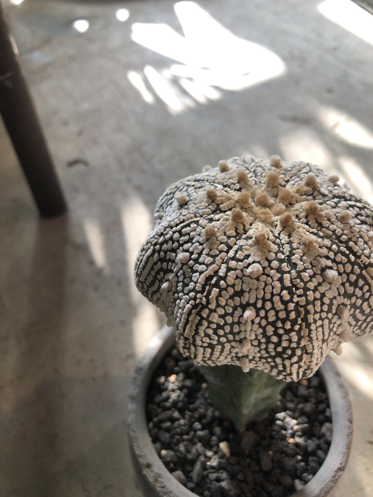 1点もの】Astrophytum asterias ”Miracle” ミラクル兜 | ¨M
