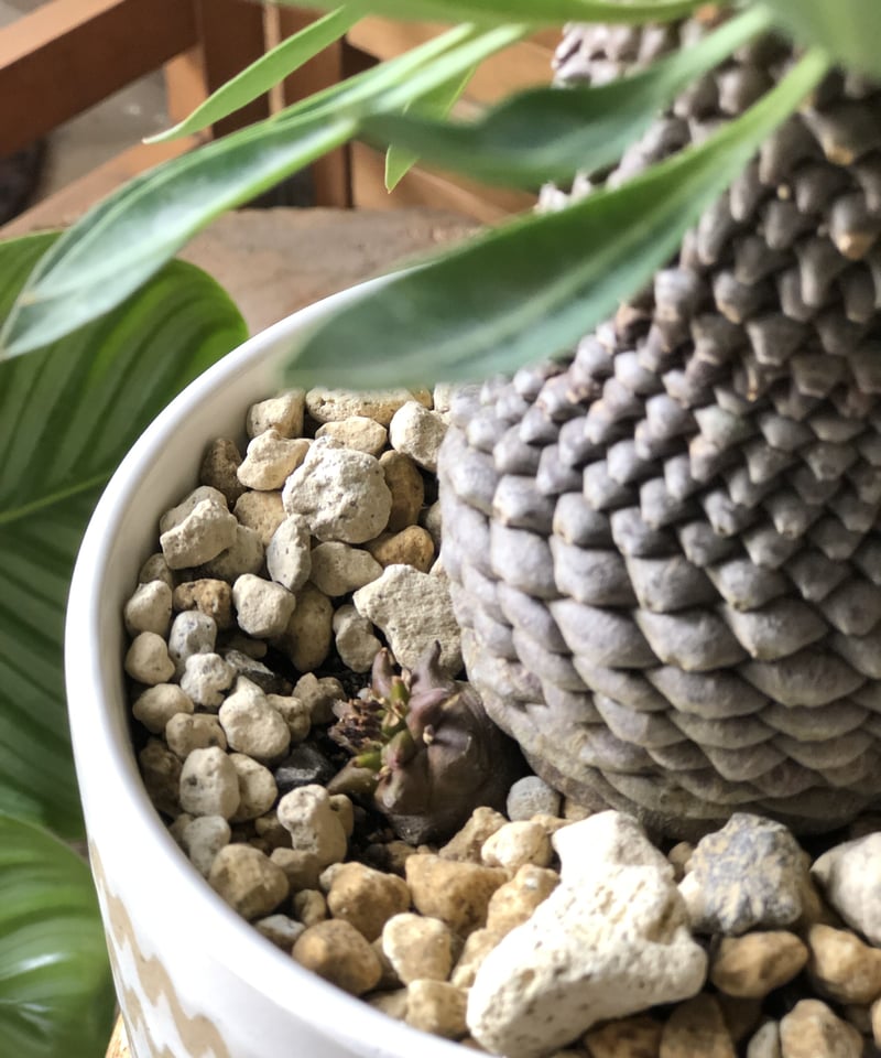 鉢のまま発送】鉄甲丸 美株 鉢のまま発送】鉄甲丸 美株