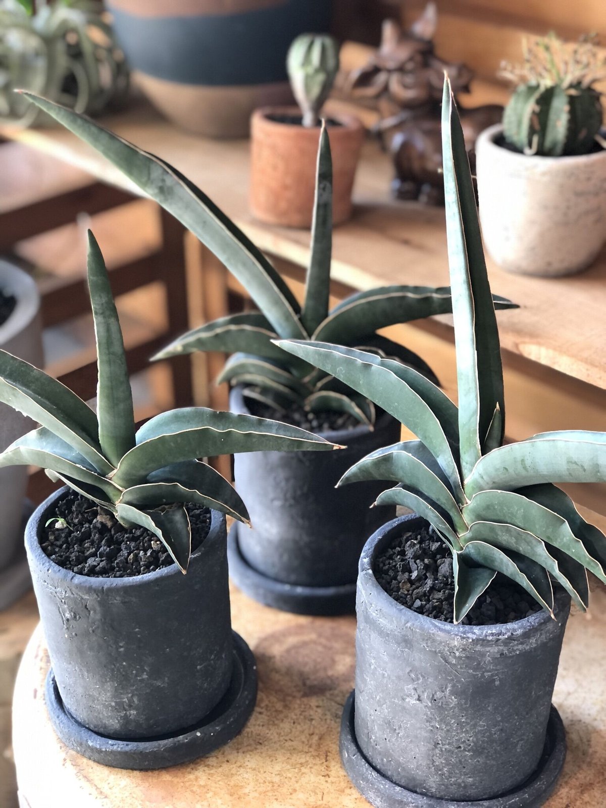 Sansevieria robusta blue サンスべリア ロブスター ブルー | 