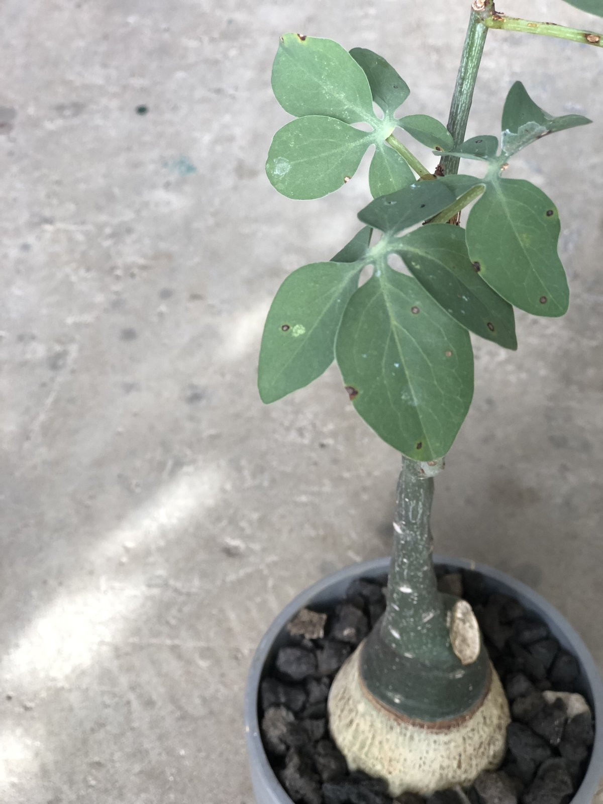 1点もの】Adenia glauca アデニア グラウカ | ¨MONKEY TREE¨ b 1点もの】Adenia glauca アデニア グラウカ | ¨MONKEY TREE¨ b