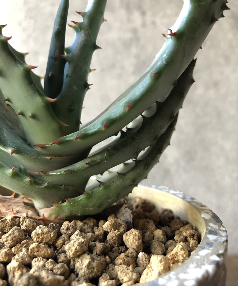 1点もの】Aloe marlothii アロエ マルロシー 鬼切丸 | ¨MONKEY TR