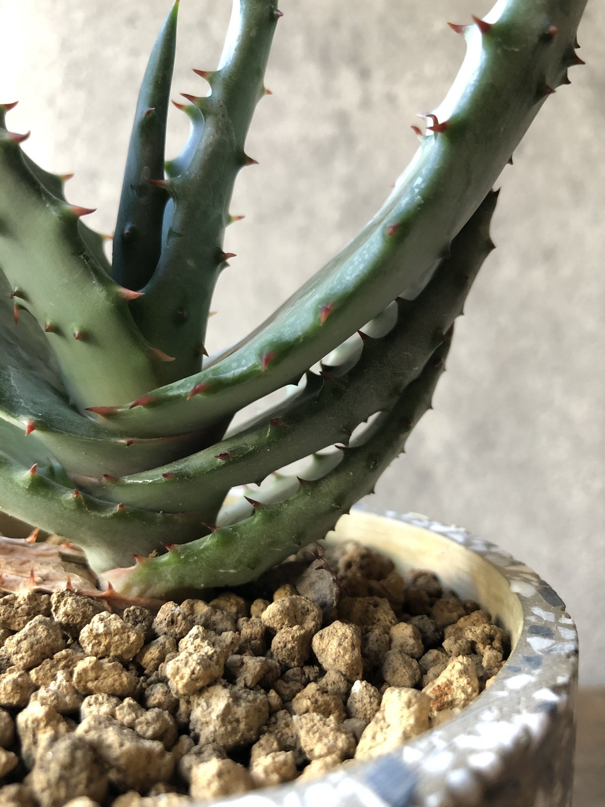 1点もの】Aloe marlothii アロエ マルロシー 鬼切丸 | ¨MONKEY TR