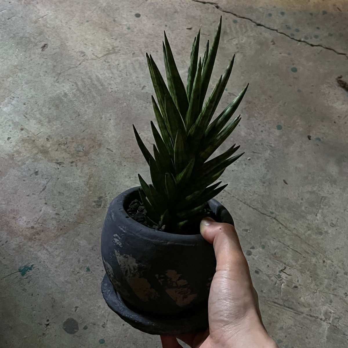 Sansevieria francisii サンスベリアフランシシー | ¨MONKEY T