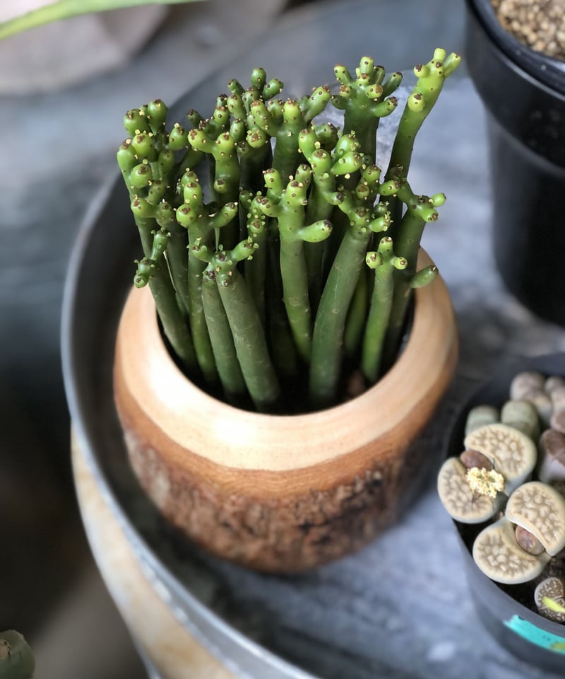 ユーフォルビアセドロルム PLANCHU 観葉植物 ユーフォルビア セドロルム 4号樹脂鉢