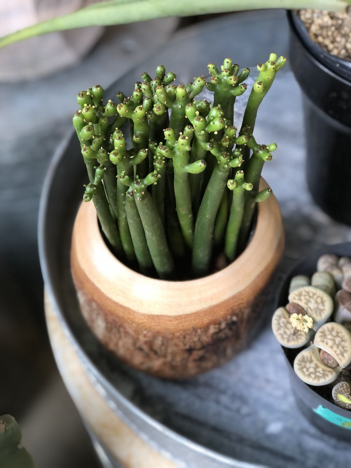 1点もの】Euphorbia cedrorum ユーフォルビア セドロルム