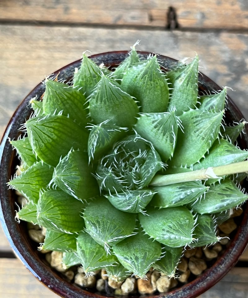 Top【選抜株】13183ハオルチア マウガニー フォスル　10個　鉢無し/脱土 Haworthia bolusii ハオルチア ボルシー | ¨MONKEY TREE¨ by