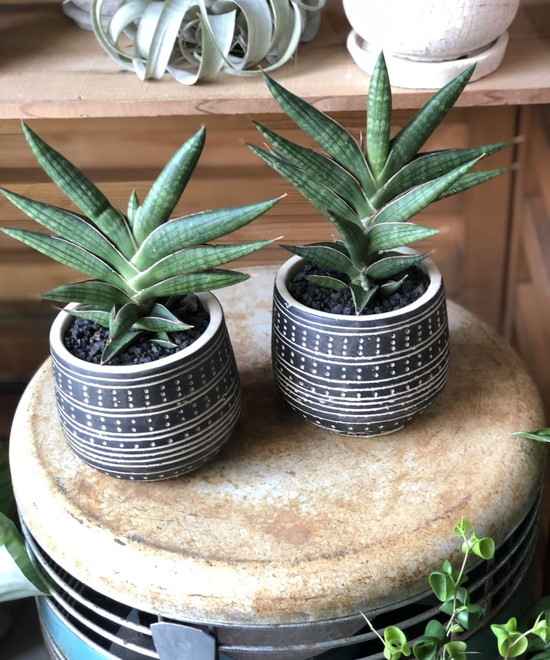 sansevieria サンスベリア モトムケニア | ¨MONKEY TREE¨ by