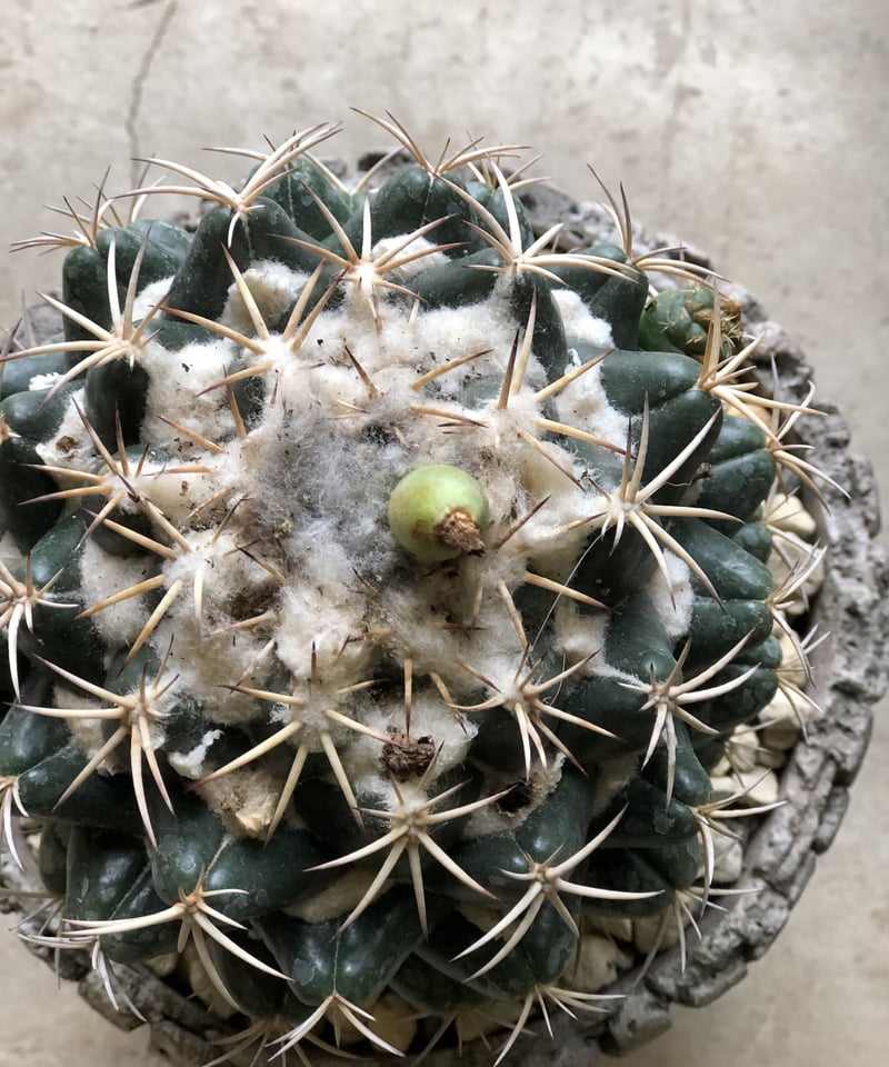 サボテン象牙丸